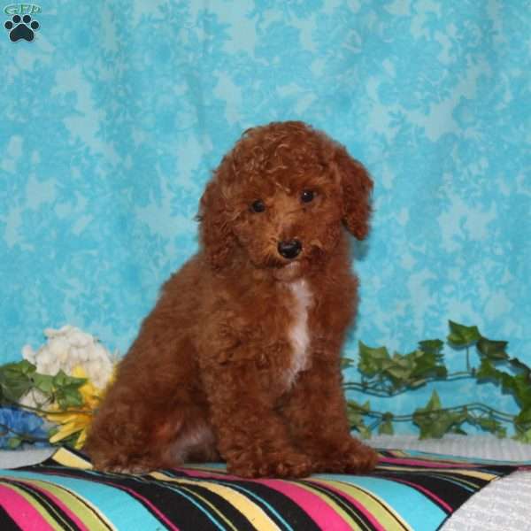 Starfish, Toy Poodle Puppy